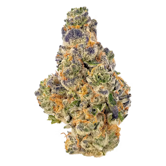 Mango Haze flower