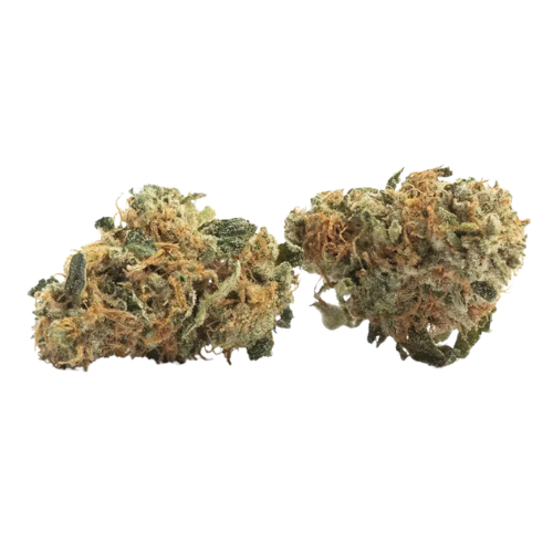 Tangie flower