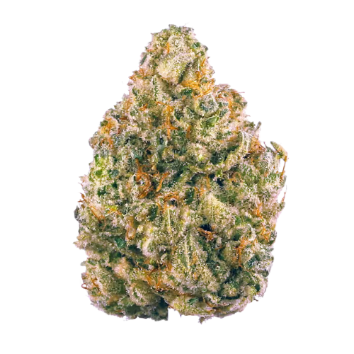 Pink Lady flower